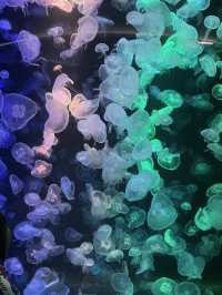 🐠 แนะนำสถาบันวิทยาศาสตร์ทางทะเลบางแสน,ชลบุรี