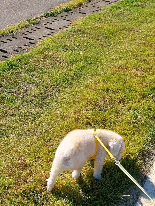 자작나무 숲길이 아름다운 남양주 한강 힐링 장소🏞