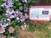 台北賞花好去處🪻大安森林公園🌺