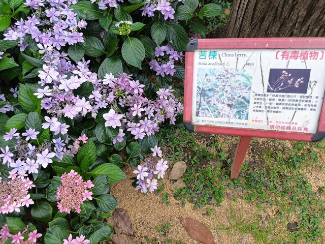 台北賞花好去處🪻大安森林公園🌺