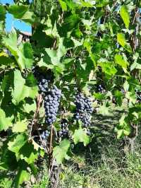 「托斯卡納紅酒Sassicaia」酒莊：浪漫名字，世界一流品質，酒迷朝聖之旅