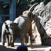東京景點｜日本最古老的親子動物園—恩賜上野動物園