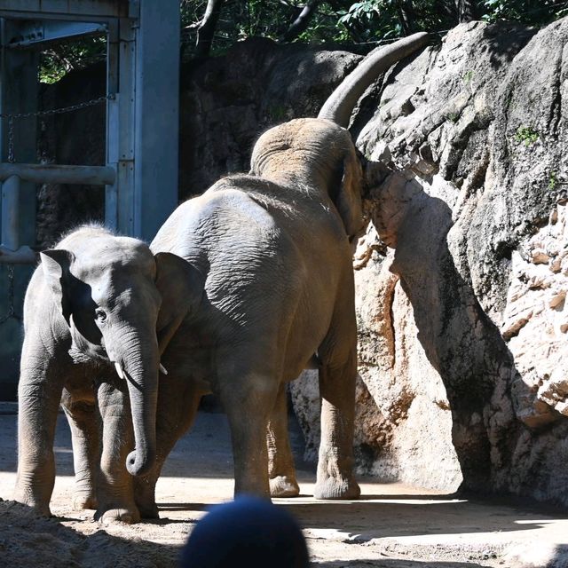 東京景點｜日本最古老的親子動物園—恩賜上野動物園