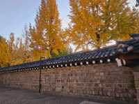 An evening stroll along the Gyeongbukgung stone walls with beautiful gingko tree in autumn