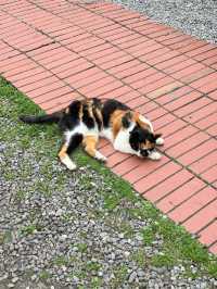 หมู่บ้านแมวที่ไต้หวัน Houtong Cat Village