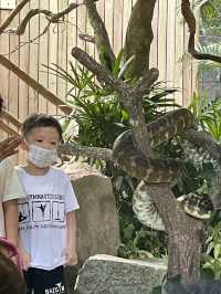 มาดูแพนด้าที่ Singapore Zoo 🐼🐯