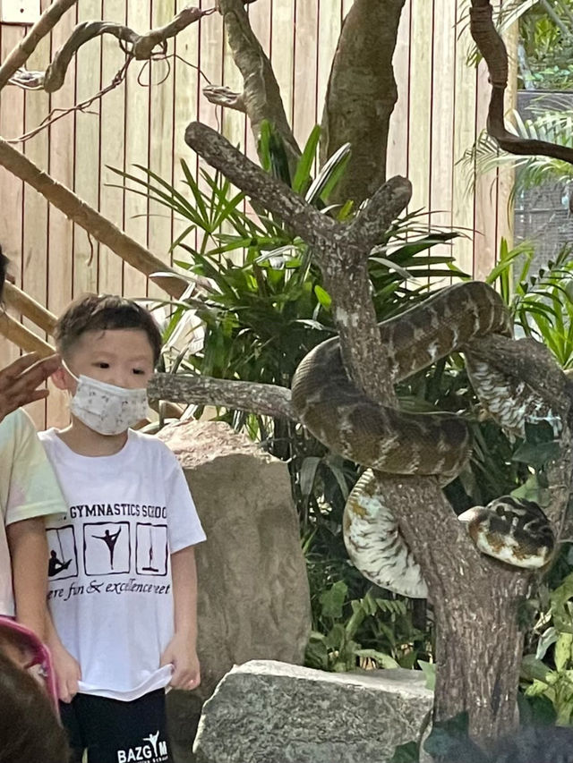 มาดูแพนด้าที่ Singapore Zoo 🐼🐯