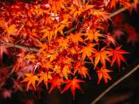 Kyoto