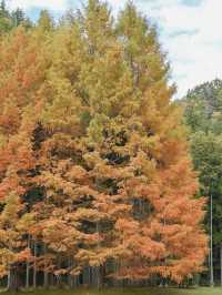 【秋の奈良ドライブにおすすめ】室生山上公園芸術の森