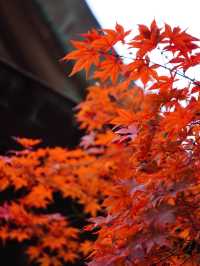【栃木×佐野】 るろうに剣心のロケ地としても有名  紅葉 猫にも出逢える神社
