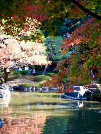 【東京×紅葉🍁スポット巡り】  旧古河庭園  薔薇と紅葉が愛でられる