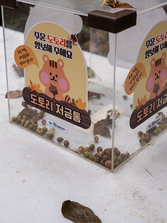 한국의 가을을 책임지고 있는 국보급 여행지“내장산 우화정”