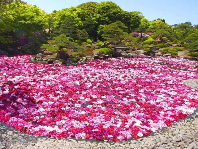 【島根県】牡丹の産地「由志園」で見られる春の風物詩・池泉牡丹
