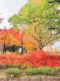 メタセコイアやもみじの紅葉が美しい公園【福井】