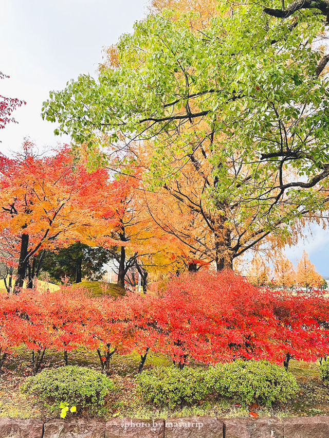 メタセコイアやもみじの紅葉が美しい公園【福井】