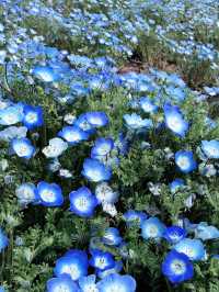 【茨城　国営ひたち海浜公園】