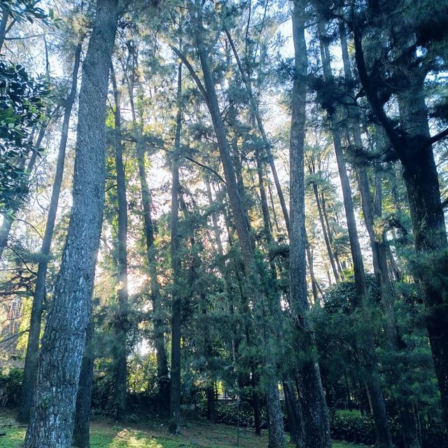 New Year's Day at the Botanical gardens