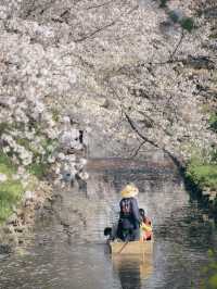 川越・新河岸川🌸桜並木の絶景散歩