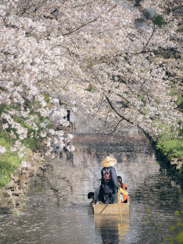 川越・新河岸川🌸桜並木の絶景散歩