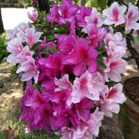 Lijiang’s Hidden Gem: A Day at Lion Hill and Wangu Tower