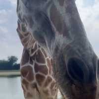 Safari Park Kanchanaburi