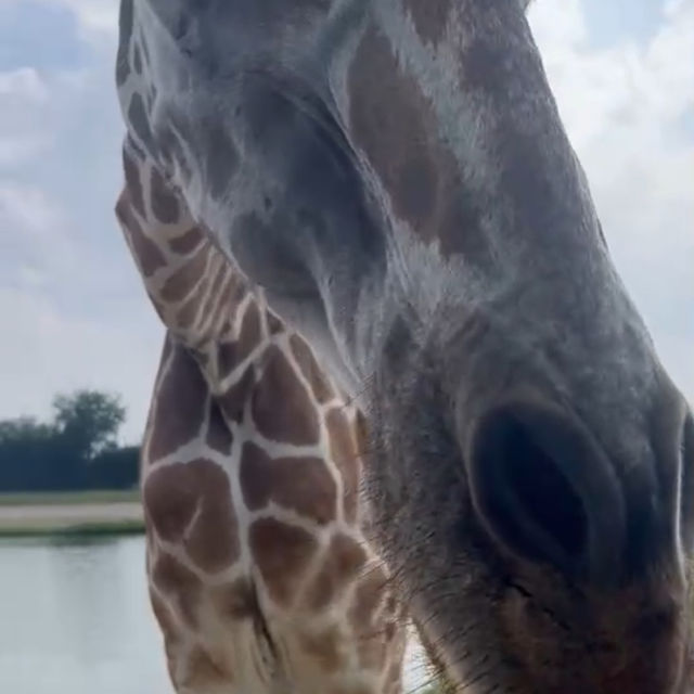 Safari Park Kanchanaburi