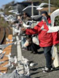 【浜松 冬の旅】 ユリカモメ舞う駅   おびただしい数にびっくり！ピークは1月下旬～2月