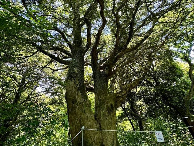 Bijarim Forest