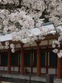 《奈良》春の古都に今年訪れてみてはいかが？