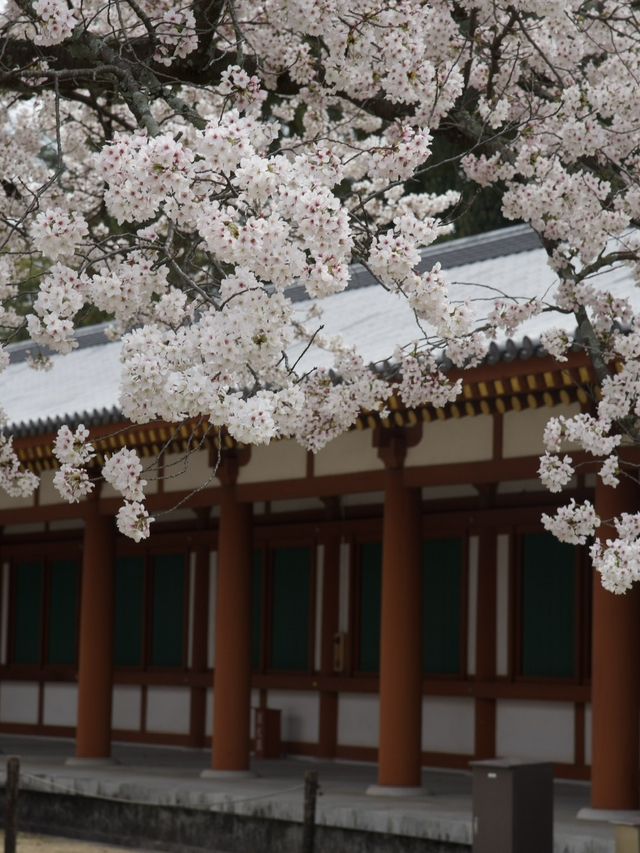 《奈良》春の古都に今年訪れてみてはいかが？