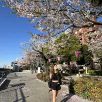 ซากุระบาน ที่  Sumida park  Asakusa