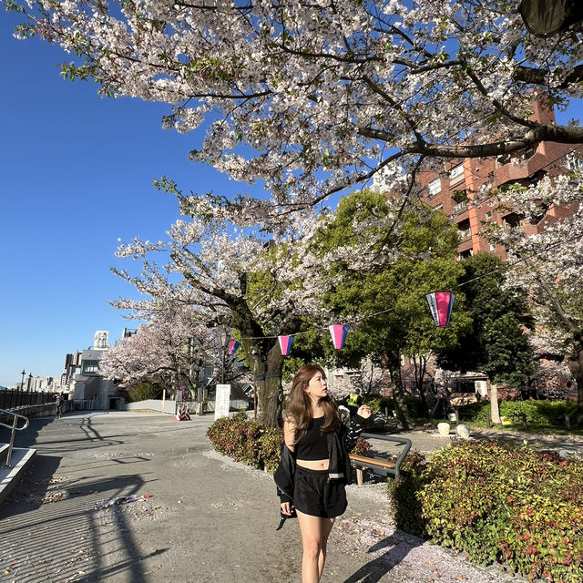 ซากุระบาน ที่  Sumida park  Asakusa