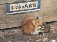 【宮城蔵王キツネ村】