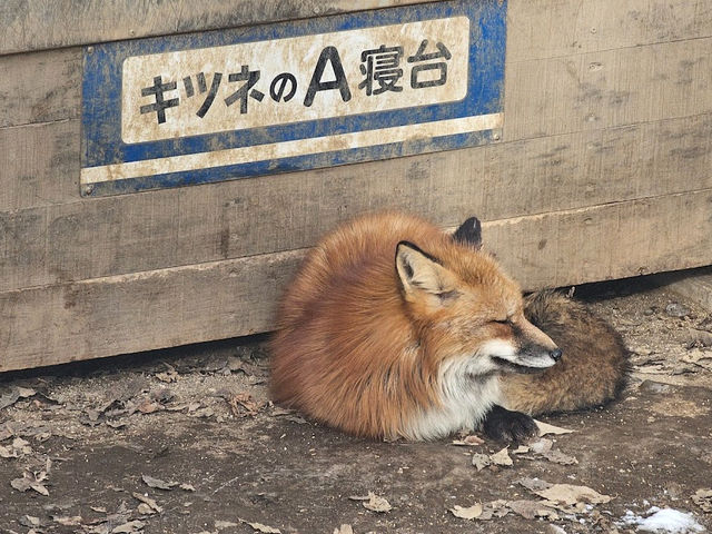 【宮城蔵王キツネ村】