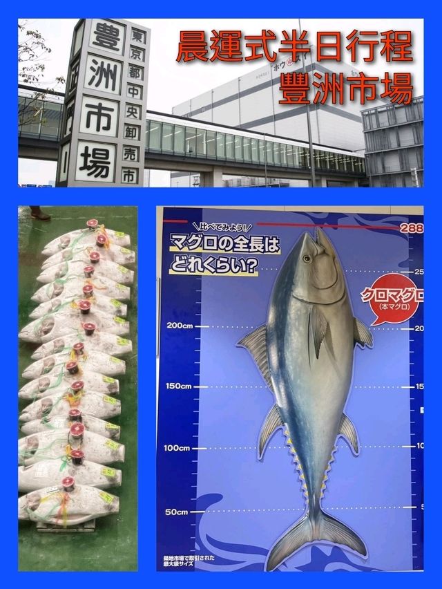 晨運式半日行程～豐洲市場