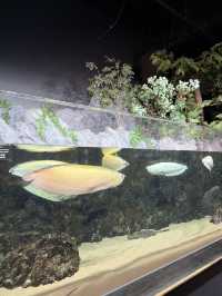 新感覚の水族館 DMMかりゆし水族館 【豊見城】