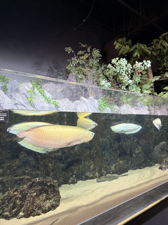 新感覚の水族館 DMMかりゆし水族館 【豊見城】