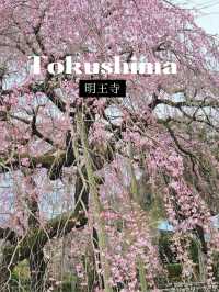 【明王寺のしだれ桜】