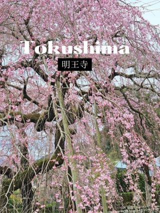 [Weeping cherry blossoms at Myo-oji Temple]