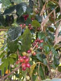 Bolaven Plateau Coffee (Lak 40)