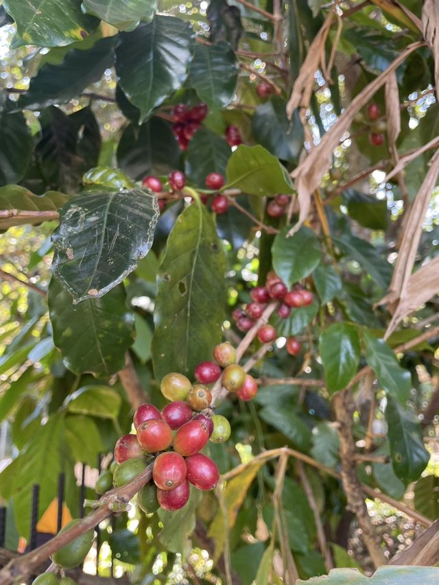 Bolaven Plateau Coffee (Lak 40)