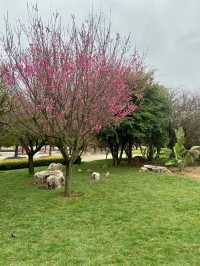 🏞️☺️石林生態公園｜雲林昆明好去處🥾