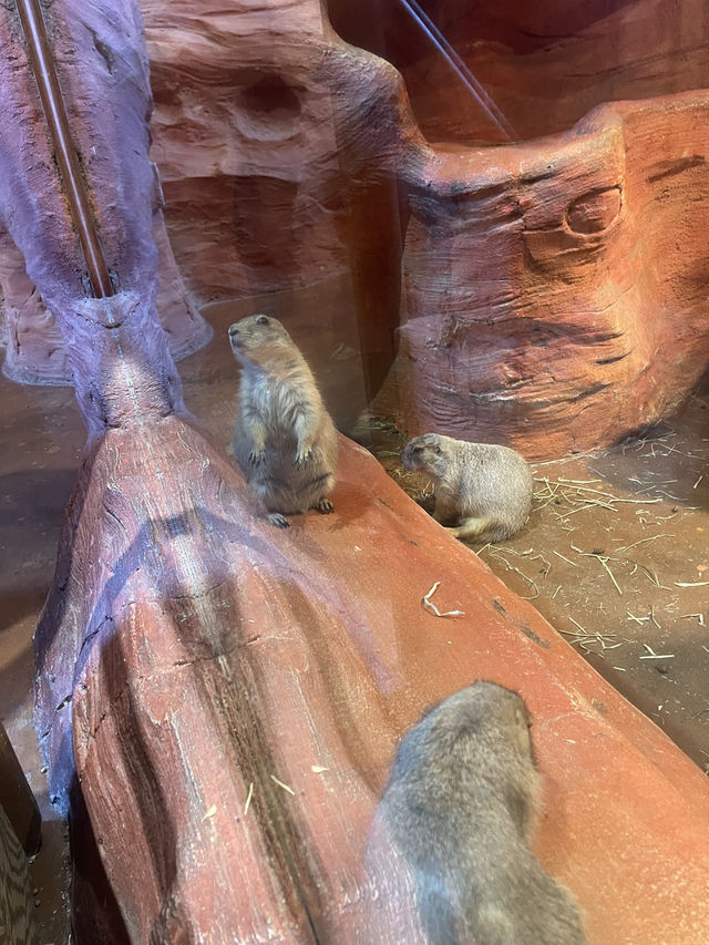 首爾親子家庭遊｜過千種動物的室內動物園｜水豚