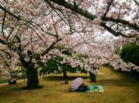 栗林公園-日本回遊式庭園代表，四國賞櫻好去處
