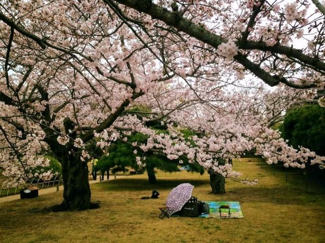 栗林公園-日本回遊式庭園代表，四國賞櫻好去處
