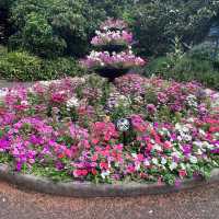 Tranquility in the Heart of Sydney: The Royal Botanic Gardens