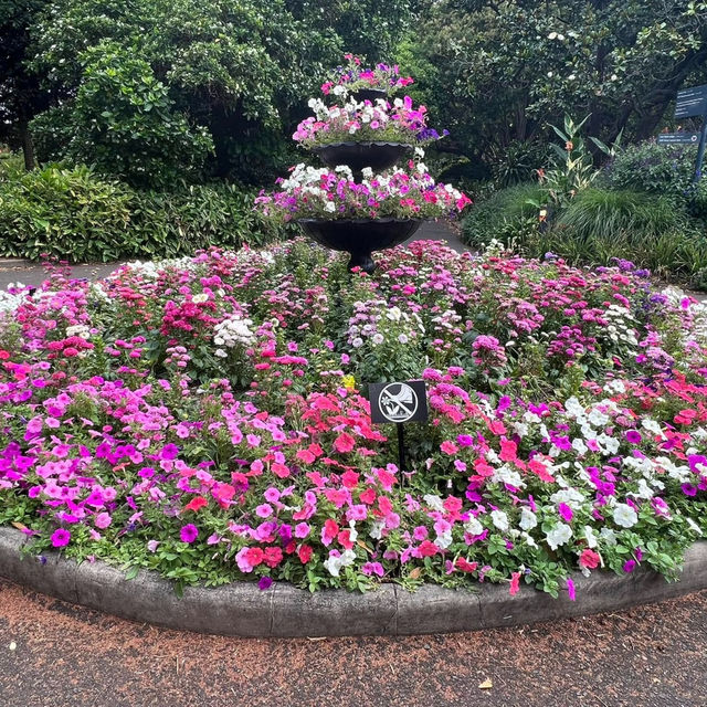 Tranquility in the Heart of Sydney: The Royal Botanic Gardens