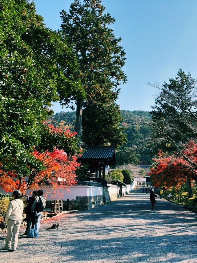 燃えるような紅葉🍁南禅寺で極上の秋を！