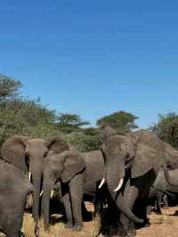 🦁 Explore Serengeti National Park, Tanzania – A Safari Like No Other! 🌿🐾