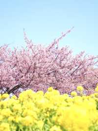 【神奈川×三浦海岸】桜、菜の花、電車のshot！お得きっぷを使って・・一足早く春旅へ・・